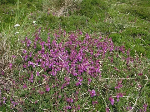 Daboecia cantabrica with low branching stems and pink flowers.