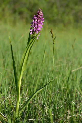 Dactylorhiza incarnata flowering among wetland grasses and sedges.