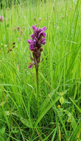 A flowering Dactylorhiza majalis ssp. majalis orchid growing among grasses.
