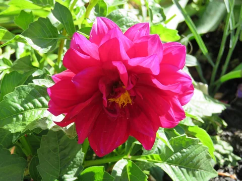 Flower and foliage of Dahlia 'Carolina Burgundy', a cultivated example of the genus Dahlia.