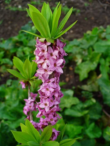 Pink flowers and young leaves of Daphne mezereum.