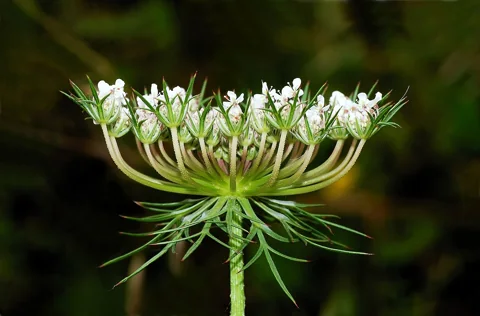 A white flower umbel of Daucus carota.