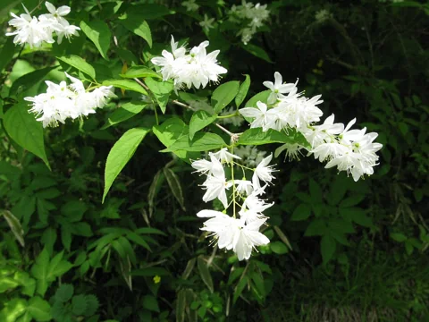 White flowers and leafy branches of Deutzia gracilis.