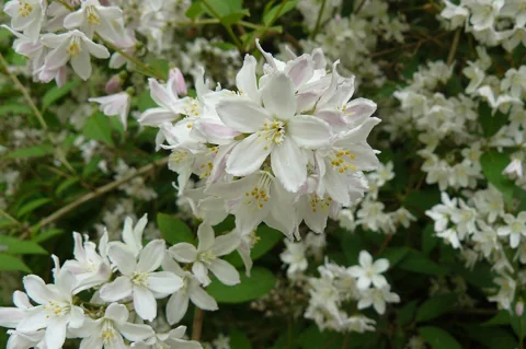 Pale flowers and green foliage of Deutzia x rosea.