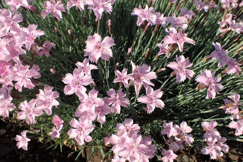 Dianthus plumarius flowering above a low mound of narrow foliage.