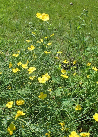Yellow flowers and slender stems of Dicranostigma leptopodum.
