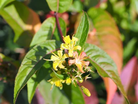 Yellow flowers and green foliage of Diervilla sessilifolia.