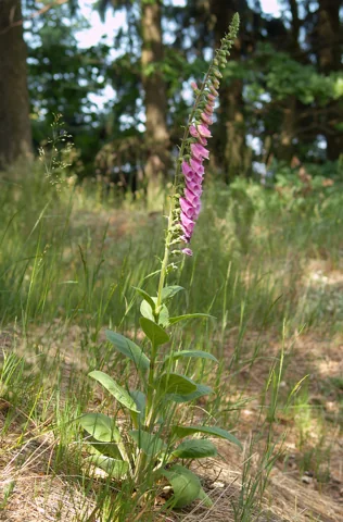 Digitalis purpurea with an upright purple flowering stem.