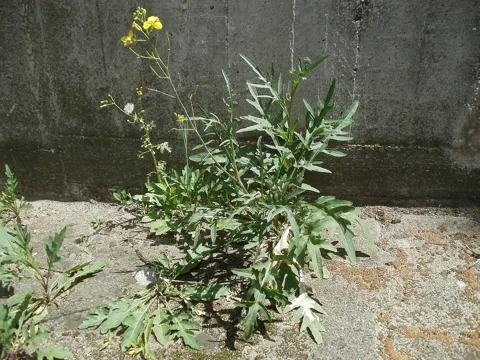 The growth habit of Diplotaxis tenuifolia.