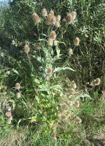 Dipsacus fullonum with upright stems and developing flower heads.