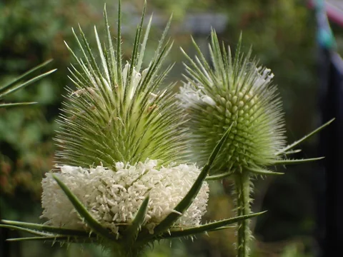 Developing flower heads of Dipsacus laciniatus.