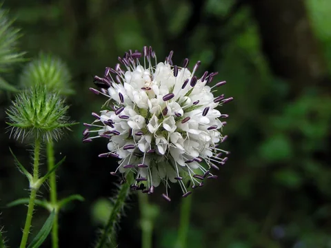 A white flower head of Dipsacus pilosus.