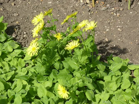 Yellow flowers and broad foliage of Doronicum pardalianches.
