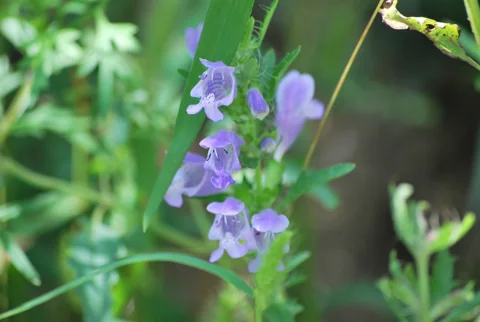 Pale blue flowers and narrow leaves of Dracocephalum moldavica.