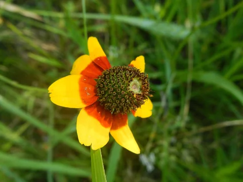 A yellow and orange flower head of Dracopis amplexicaulis.