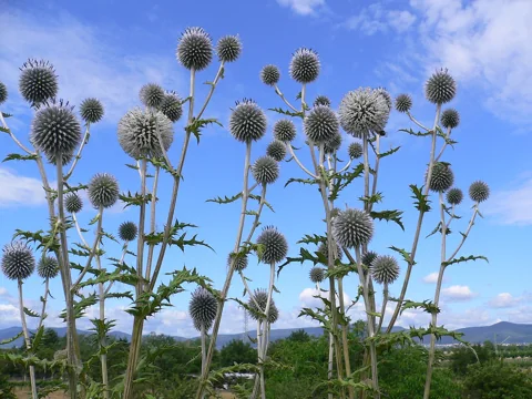 Tall stems and round flower heads of Echinops sphaerocephalus.