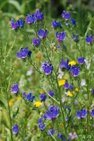 Blue-flowered stems of Echium plantagineum.