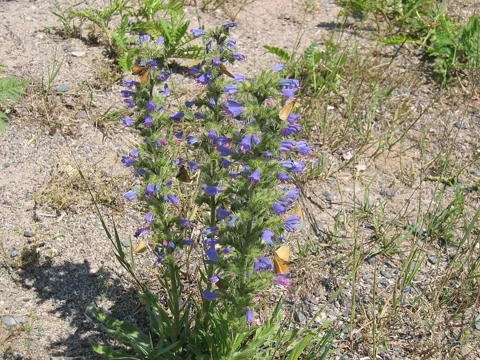 Echium vulgare growing and flowering on open ground.