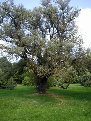 Elaeagnus angustifolia showing its trunk and spreading crown.