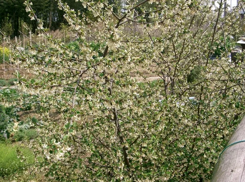Elaeagnus multiflora in flower.