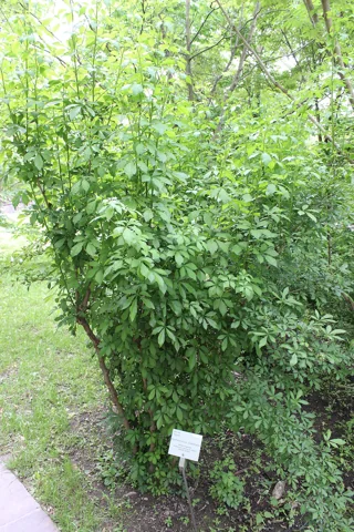 Eleutherococcus sieboldianus growing as a leafy shrub.