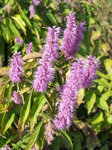 Pink flower spikes and green foliage of Elsholtzia stauntonii.