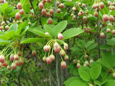 Hanging flowers and leafy branches of Enkianthus campanulatus.
