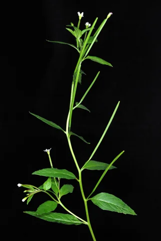 Leafy flowering and fruiting stems of Epilobium ciliatum.