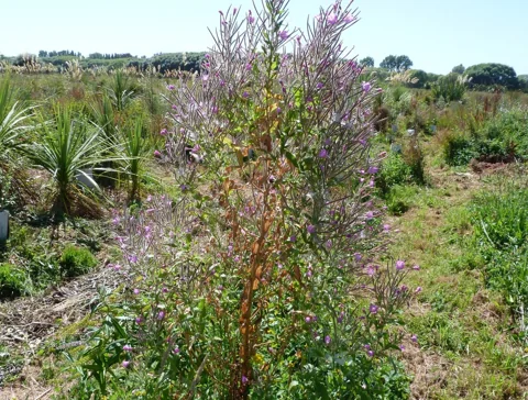 Tall branched flowering plant of Epilobium hirsutum.