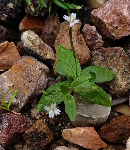 A small flowering plant of Epilobium roseum growing among stones.