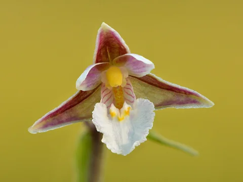 A close view of a flower of Epipactis palustris.