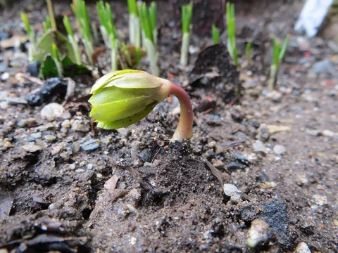 A young shoot of Eranthis hyemalis emerging from the soil.
