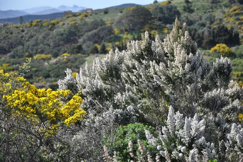 Erica arborea flowering as a shrub in open vegetation.