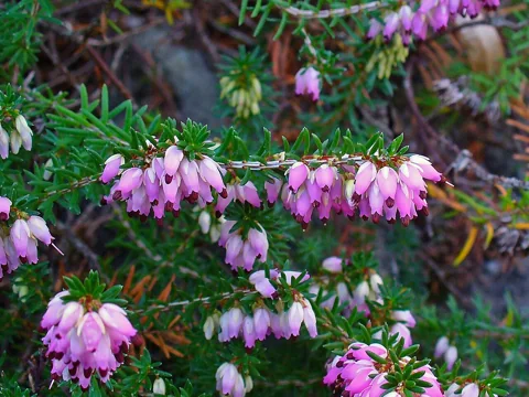 Pink flowers and fine foliage on stems of Erica carnea.