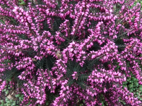 Erica × darleyensis 'Kramer's Rote' covered in pink flowers.