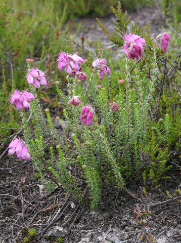 Erica tetralix with upright pink-flowered stems.