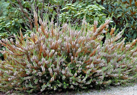 Erica vagans growing as a low flowering shrub.