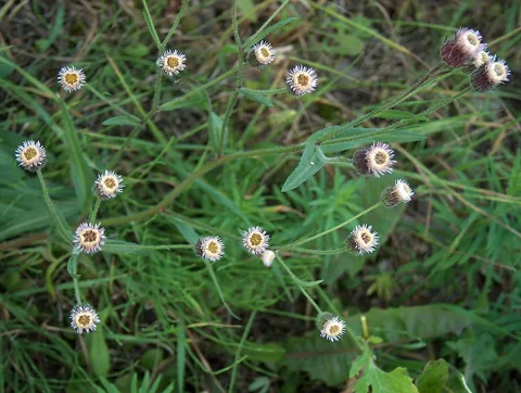 Small flower heads and leafy stems of Erigeron acer.