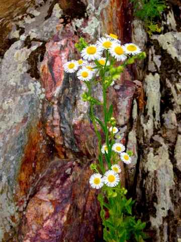 White-flowered leafy stems of Erigeron annuus.