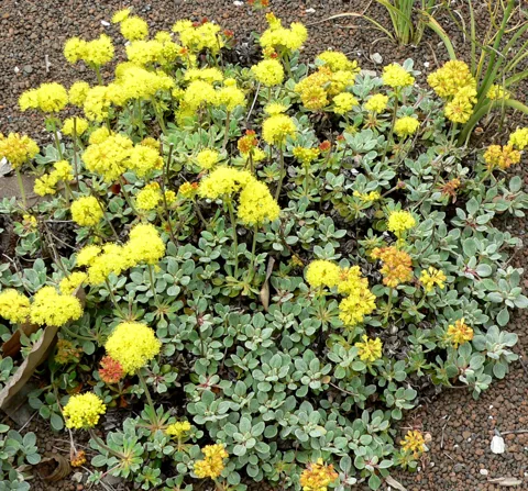 A low flowering plant of Eriogonum umbellatum var. humistratum.