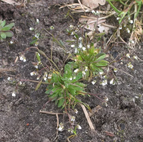 Small flowering plants of Erophila verna growing in open soil.