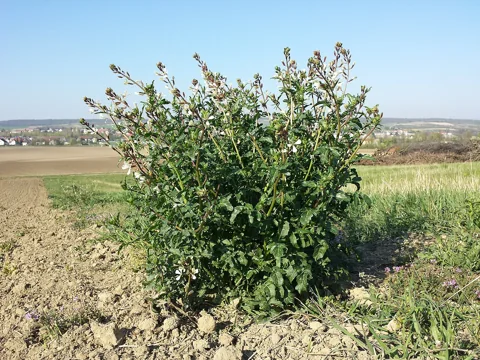 Eruca sativa with branching stems and pale flowers.