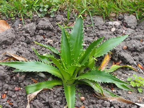 A young plant of Eryngium agavifolium with a rosette of spiny leaves.