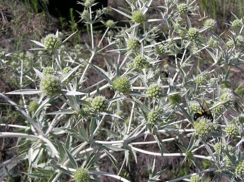 Branching stems and pale flower heads of Eryngium campestre.