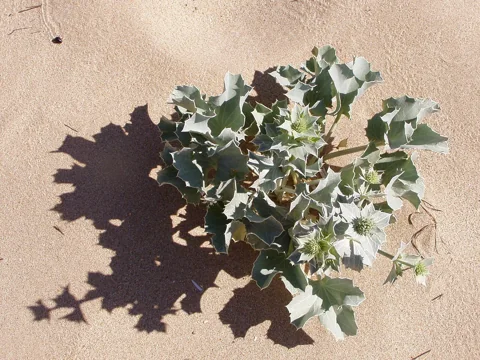 Eryngium maritimum growing in sand with broad spiny leaves.