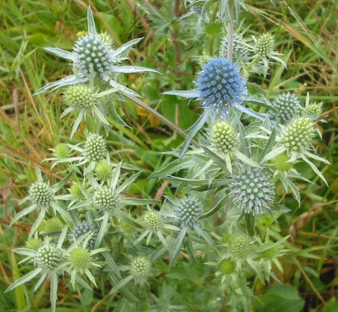 Blue flower heads and branching stems of Eryngium planum.