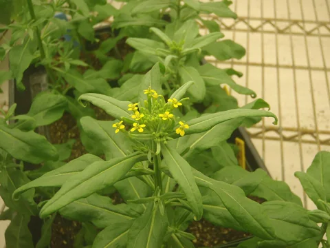 Cultivated Erysimum cheiranthoides 'Elbtalaue' with yellow flowers and leafy stems.