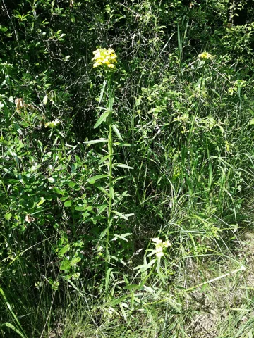 A flowering plant of Erysimum hieracifolium, photographed under the synonym Erysimum odoratum.