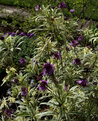 Variegated foliage and flowering stems of Erysimum linifolium.