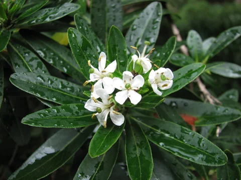 White flowers and green foliage of Escallonia bifida.